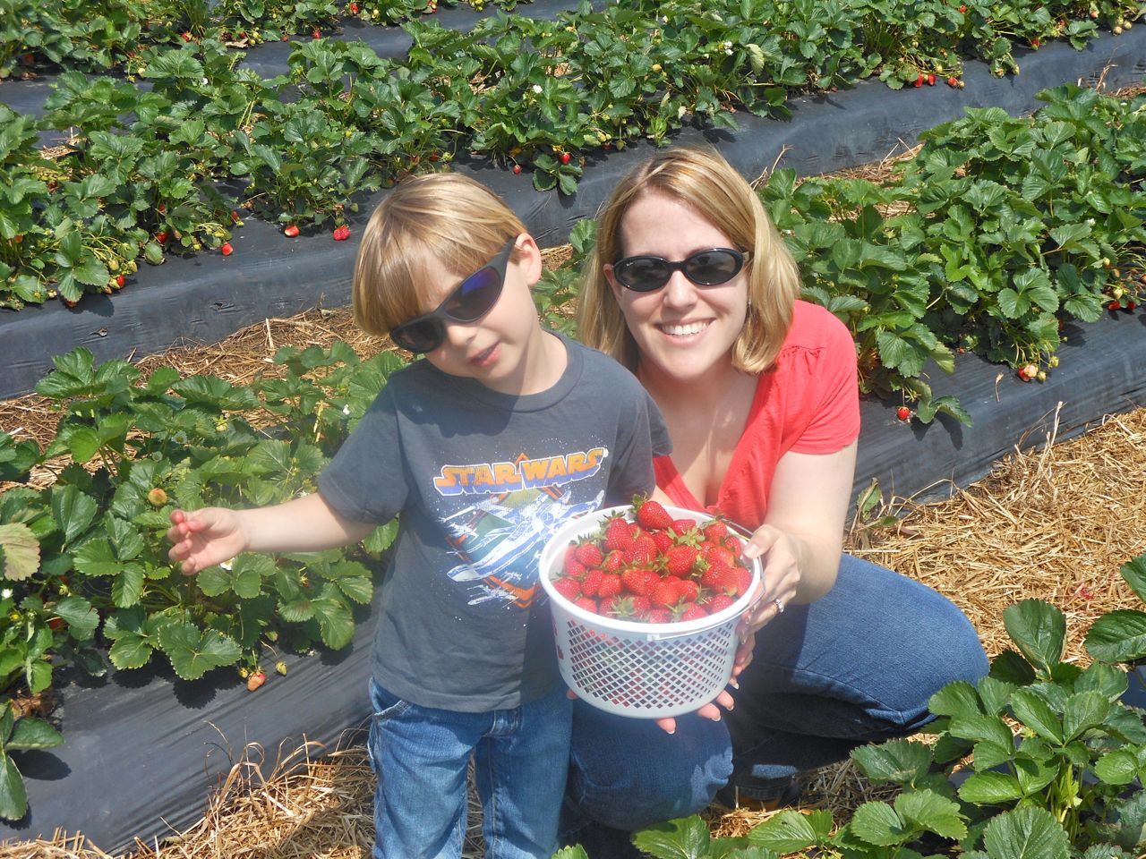 Berry Picking!