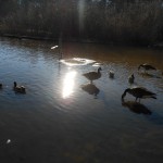 20130224-sundaypark2-28