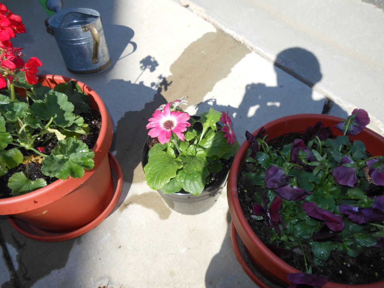 Brian’s Photo Essay – Planting Flowers