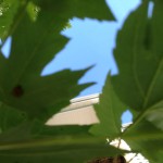 20130525-saturday-05