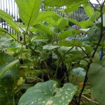 20130713-openhouse-26