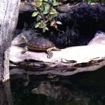 20130729-beachmon-23