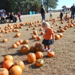 20131026-pumpkinpatch2-59