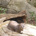 20130825-zootrip-35
