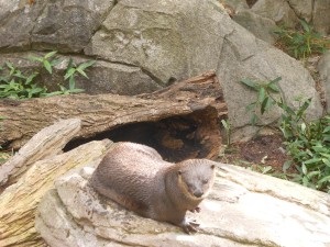 20130825-zootrip-35