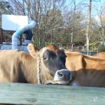 20131102-satdairyfarm-16