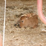20131102-satdairyfarm-26