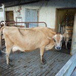 20131102-satdairyfarm-27