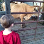 20131102-satdairyfarm-4