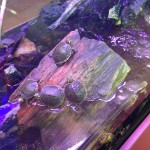 20131206-k2yrchkup-4