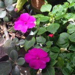 20140223-sundaysoccer-04