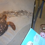 20140331-beachday2b-65