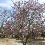 20140404-fredfletcherpark3-02