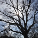 20140404-fredfletcherpark3-18