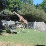 20140524-zootrip2-08