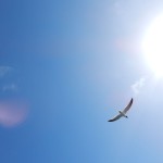 20140702-beachday1--30