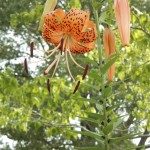 20140709-funeralday-10