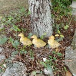 20140709-funeralday-23