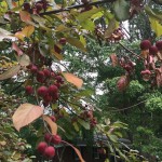 20140719-scanningdaythesecond--02