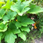 20140719-scanningdaythesecond--2