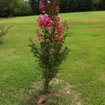 20140719-scanningdaythesecond--3