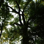 20140720-sonofscanningday-31