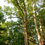 20140720-sonofscanningday-47