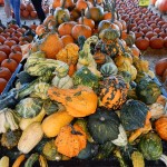 20141025-pumpkintime-20