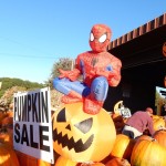 20141025-pumpkintime-34