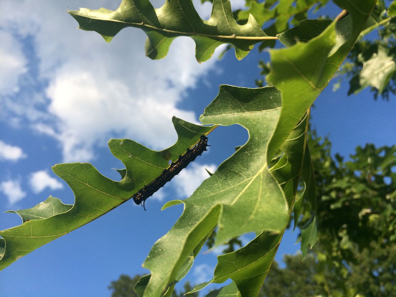 Caterpillars!