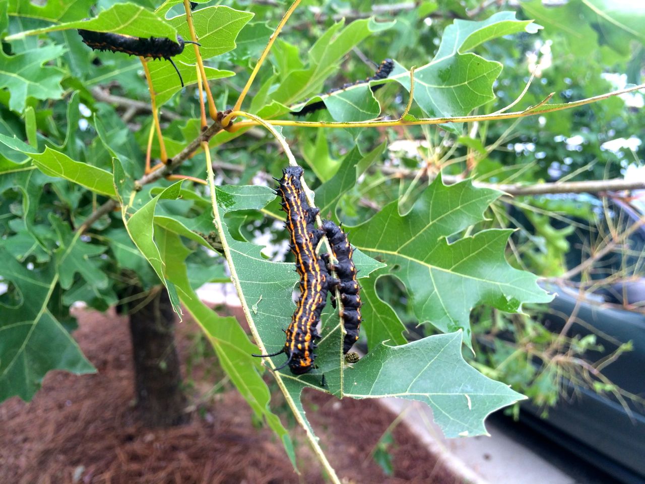 Caterpillars!  Again!