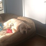 20150117-briansfishbowl-03