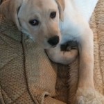 20150117-briansfishbowl-04