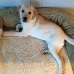 20150117-briansfishbowl-05