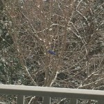 20150224-snowday-4