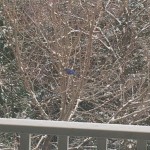20150224-snowday-5