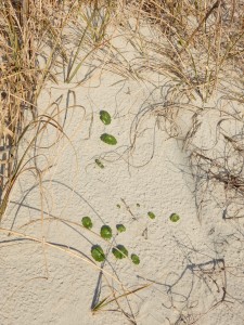 20150325-beachtripday3-2144