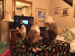 20150618-coloradoday5a-71