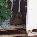 20150615-coloradoday2-10