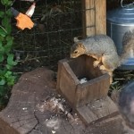 20150615-coloradoday2-13