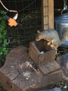 20150615-coloradoday2-13