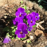 20150615-coloradoday2-17