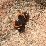 20150616-coloradoday3a-36