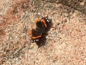 20150616-coloradoday3a-36