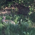 20150616-coloradoday3a-67