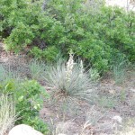 20150616-coloradoday3b-21