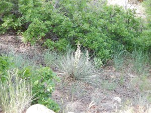 20150616-coloradoday3b-21