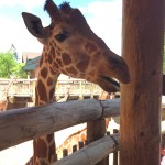 20150617-coloradoday4a-15