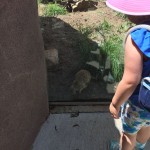 20150617-coloradoday4a-22