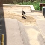 20150617-coloradoday4a-61